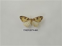 藏品(尺蛾607)的圖片